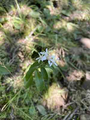 Toothed whitetop aster(Sericocarpus asteroides)