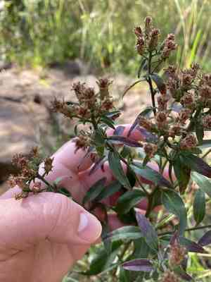 Toothed whitetop aster(Sericocarpus asteroides)