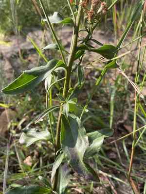Toothed whitetop aster(Sericocarpus asteroides)