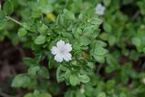 Snowrose(Serissa japonica)