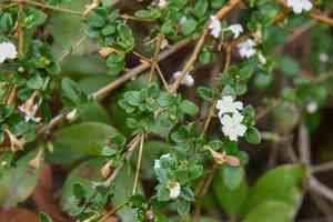 Snowrose(Serissa japonica)