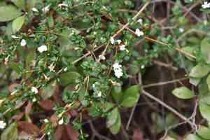 Snowrose(Serissa japonica)