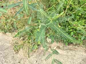 Sesbania Pea(Sesbania cannabina)