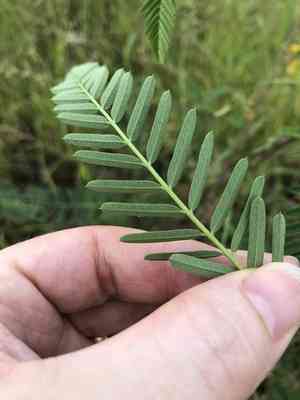 Sesbania Pea(Sesbania cannabina)