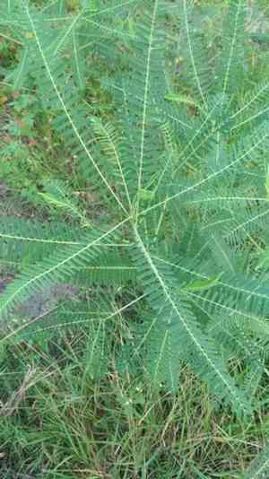 Sesbania Pea(Sesbania cannabina)