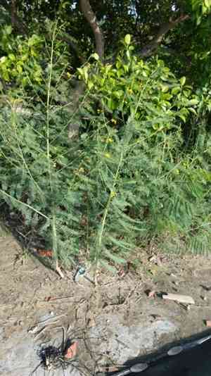 Sesbania Pea(Sesbania cannabina)