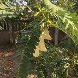 Vegetable hummingbird(Sesbania grandiflora)