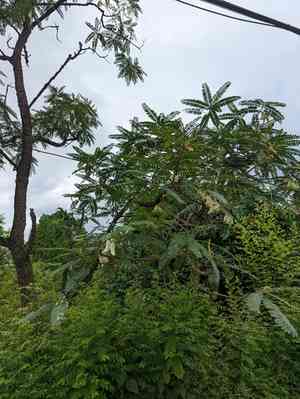 Vegetable hummingbird(Sesbania grandiflora)