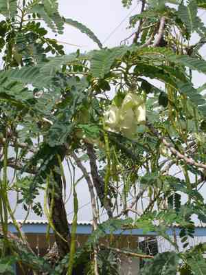 Vegetable hummingbird(Sesbania grandiflora)