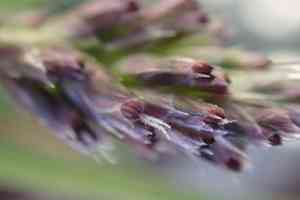 Blue moor-grass(Sesleria caerulea)