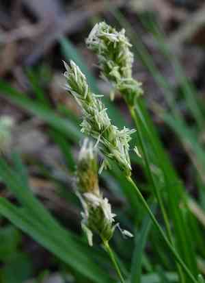 Blue moor-grass(Sesleria caerulea)