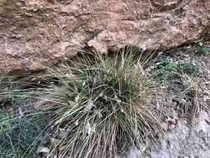 Blue moor-grass(Sesleria caerulea)