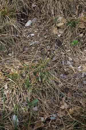 Blue moor-grass(Sesleria caerulea)