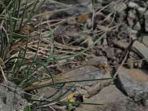 Blue moor-grass(Sesleria caerulea)