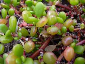 Sea-purslanes (Sesuvium)(Sesuvium)