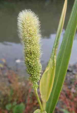 Foxtail Millet(Setaria italica)