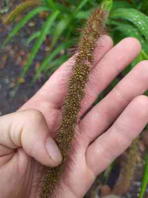 Foxtail Millet(Setaria italica)