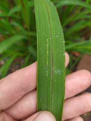 Foxtail Millet(Setaria italica)