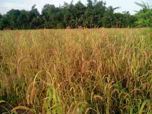 Foxtail Millet(Setaria italica)