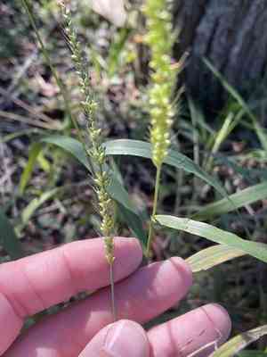 Streambed bristlegrass(Setaria leucopila)