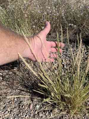 Streambed bristlegrass(Setaria leucopila)
