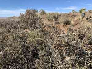 Streambed bristlegrass(Setaria leucopila)