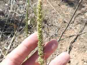 Streambed bristlegrass(Setaria leucopila)