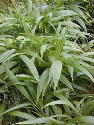 Palmgrass(Setaria palmifolia)
