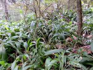 Palmgrass(Setaria palmifolia)