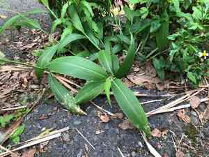 Palmgrass(Setaria palmifolia)