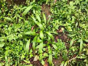 Palmgrass(Setaria palmifolia)