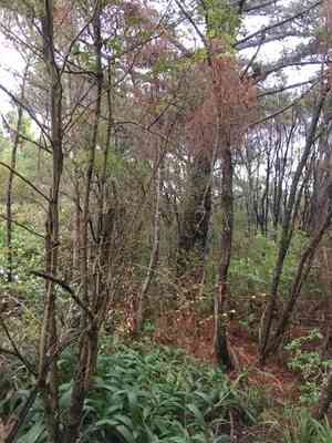Palmgrass(Setaria palmifolia)