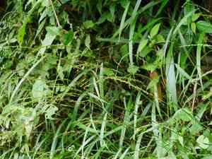 Setaria plicata(Setaria plicata)
