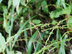 Setaria plicata(Setaria plicata)