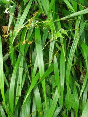 Setaria plicata(Setaria plicata)