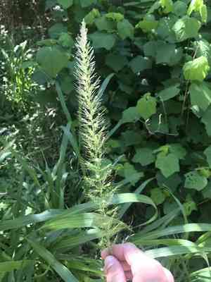Southwestern bristlegrass(Setaria scheelei)
