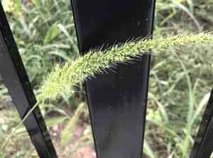 Southwestern bristlegrass(Setaria scheelei)