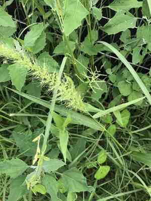 Southwestern bristlegrass(Setaria scheelei)