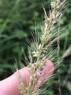 Southwestern bristlegrass(Setaria scheelei)