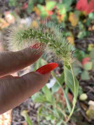 Green foxtail(Setaria viridis)