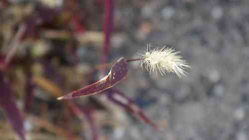 Green foxtail(Setaria viridis)