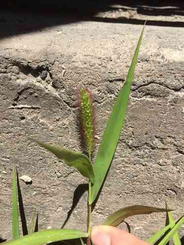 Green foxtail(Setaria viridis)