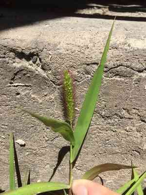 Green foxtail(Setaria viridis)