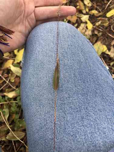 Green foxtail(Setaria viridis)