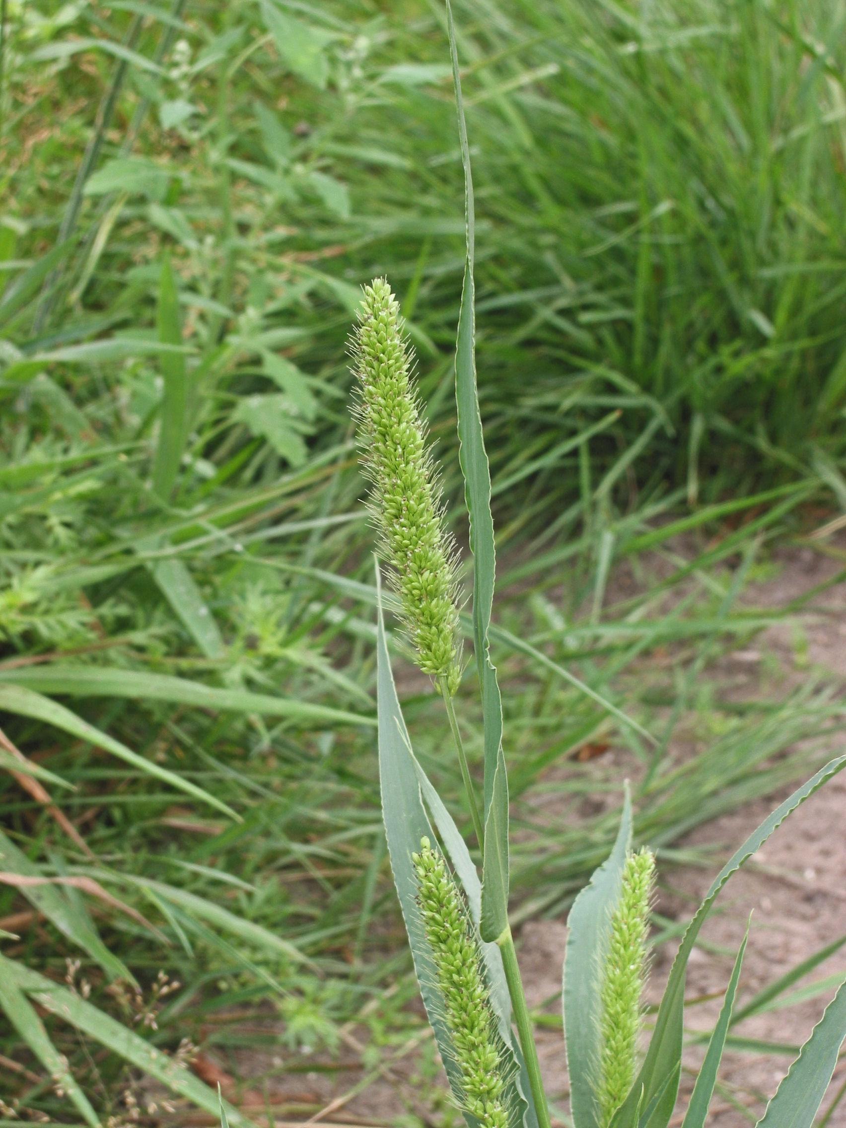 Green foxtail
