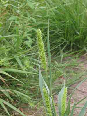 Green foxtail(Setaria viridis)
