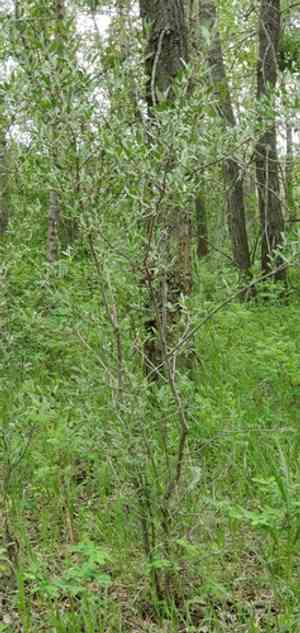 Silver buffaloberry(Shepherdia argentea)