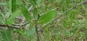 Silver buffaloberry(Shepherdia argentea)