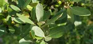 Silver buffaloberry(Shepherdia argentea)