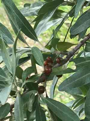 Silver buffaloberry(Shepherdia argentea)